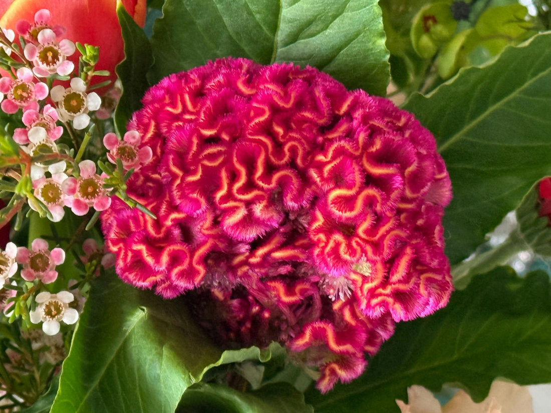 Your Brain on Ikebana
